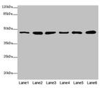 MPI Antibody in Western Blot (WB)