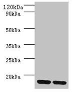 MRPL55 Antibody in Western Blot (WB)