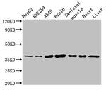 MYF6 Antibody in Western Blot (WB)