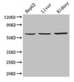 NAPRT1 Polyclonal Antibody