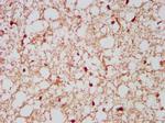 NCDN Antibody in Immunohistochemistry (Paraffin) (IHC (P))