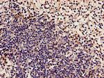 NCF2 Antibody in Immunohistochemistry (Paraffin) (IHC (P))