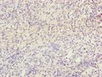 NDUFB5 Antibody in Immunohistochemistry (Paraffin) (IHC (P))