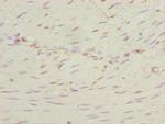 NEK3 Antibody in Immunohistochemistry (Paraffin) (IHC (P))