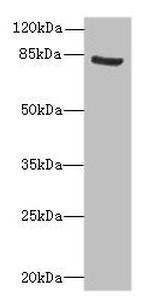 NOL10 Antibody in Western Blot (WB)