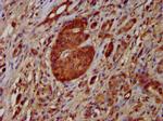 NOMO1 Antibody in Immunohistochemistry (Paraffin) (IHC (P))