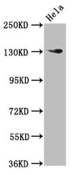NOMO1 Antibody in Western Blot (WB)