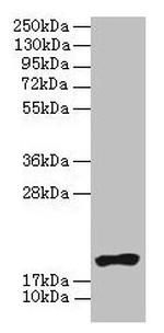 NR2C2AP Antibody in Western Blot (WB)