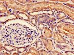 NUDT21 Antibody in Immunohistochemistry (Paraffin) (IHC (P))