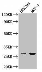 NUDT21 Antibody in Western Blot (WB)