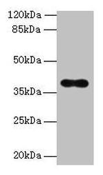 OGG1 Antibody in Western Blot (WB)