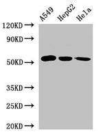 ONECUT2 Antibody in Western Blot (WB)