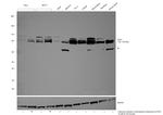 OPA1 Polyclonal Antibody