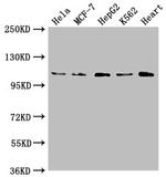 OPA1 Antibody in Western Blot (WB)