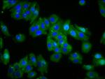 Opsin Green Polyclonal Antibody