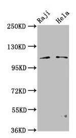 PACS1 Polyclonal Antibody
