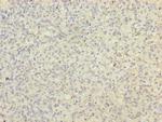 BUD31 Antibody in Immunohistochemistry (Paraffin) (IHC (P))