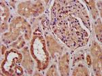 PCCB Antibody in Immunohistochemistry (Paraffin) (IHC (P))