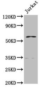 PCCB Antibody in Western Blot (WB)