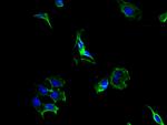 PCSK5 Polyclonal Antibody
