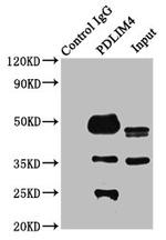 PDLIM4 Antibody in Western Blot (WB)