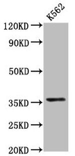 PDLIM4 Antibody in Western Blot (WB)