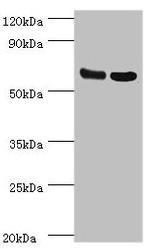 PDPK1 Antibody in Western Blot (WB)
