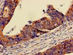 PER3 Antibody in Immunohistochemistry (Paraffin) (IHC (P))