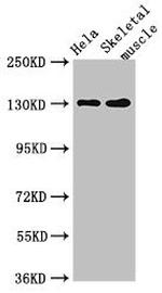 PER3 Antibody in Western Blot (WB)