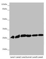 PGLS Antibody in Western Blot (WB)