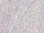 PGLS Antibody in Immunohistochemistry (Paraffin) (IHC (P))