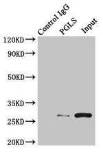 PGLS Antibody in Western Blot (WB)
