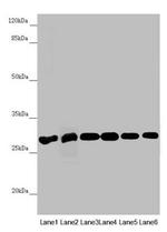 PGLS Antibody in Western Blot (WB)