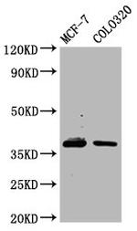 PGRP-1a Polyclonal Antibody
