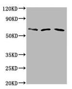 PHACTR1 Antibody in Western Blot (WB)