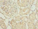PLSCR1 Polyclonal Antibody