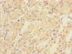 PMM2 Antibody in Immunohistochemistry (Paraffin) (IHC (P))