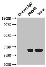 PMM2 Antibody in Western Blot (WB)