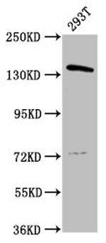 POLG Polyclonal Antibody