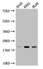 POLR2G Antibody in Western Blot (WB)