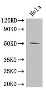 Oct-2 Antibody in Western Blot (WB)