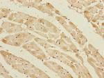 Cyclophilin F Polyclonal Antibody