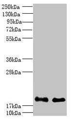 Calcineurin B Polyclonal Antibody