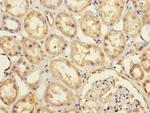 PRPF4 Antibody in Immunohistochemistry (Paraffin) (IHC (P))