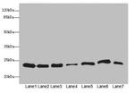 PSMB3 Antibody in Western Blot (WB)