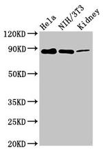 PTPN12 Antibody in Western Blot (WB)