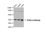 PURA Polyclonal Antibody