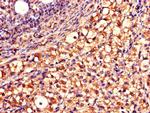 QDPR Antibody in Immunohistochemistry (Paraffin) (IHC (P))