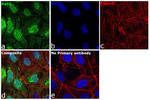 RAB9 Polyclonal Antibody