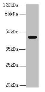 RFPL2 Antibody in Western Blot (WB)